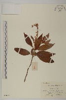 江南山柳藏品圖，第1張