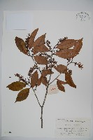 登錄號:S020461藏品圖，第1張