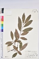 東方古柯藏品圖，第1張