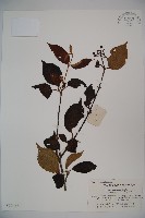 蝴蠂莢迷藏品圖，第1張