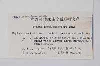 管花馬兜鈴藏品圖，第2張