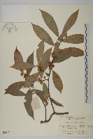 短梗南蛇藤藏品圖，第1張