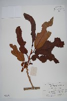 長葉獼猴桃藏品圖，第1張