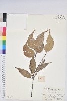 反刺苦櫧藏品圖，第1張