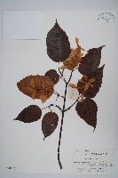 青榨槭藏品圖，第1張