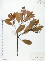 豬腳楠藏品圖，第1張