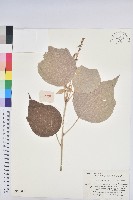 白背葉藏品圖，第1張