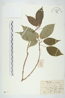 青莢葉藏品圖，第1張