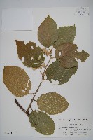 毛花楊桃藏品圖，第1張