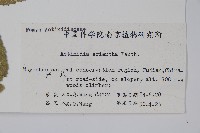 毛花楊桃藏品圖，第2張