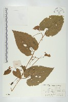 斑花青牛膽藏品圖，第1張