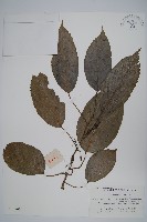 黑蕊羊桃藏品圖，第1張