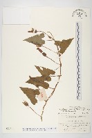 登錄號:S020511藏品圖，第1張