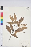 多穗石櫟藏品圖，第1張