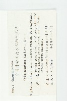 燈籠花藏品圖，第2張