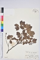 燈籠花藏品圖，第3張