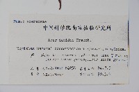 青榨槭藏品圖，第2張