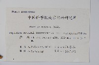 毛脈槭藏品圖，第2張