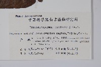 紫花絡石藏品圖，第2張