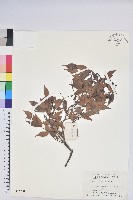 短尾越橘藏品圖，第1張