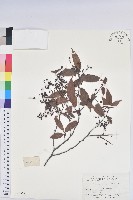 米飯花藏品圖，第1張