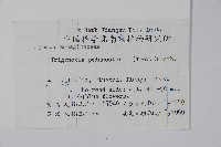 附地菜藏品圖，第2張