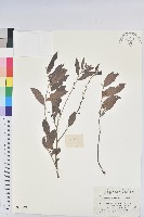 紅毛饅頭果藏品圖，第1張