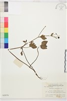 水辣菜、禺毛茛藏品圖，第1張