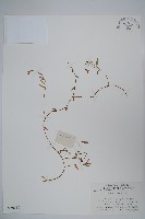 半邊蓮、鐮磨仔草藏品圖，第1張