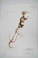 野莧菜藏品圖，第1張