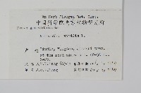 野莧菜藏品圖，第2張