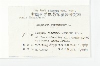 獨行菜藏品圖，第2張