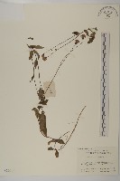 紫背草藏品圖，第1張