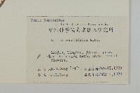 紫背草藏品圖，第2張