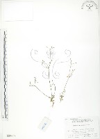 矮形光巾草藏品圖，第1張