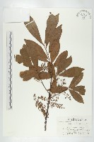 杜英、山杜英、蘭嶼杜英藏品圖，第1張