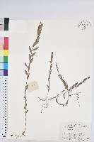 葉下珠、珠仔草藏品圖，第1張