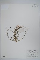 細葉蘭花參藏品圖，第1張