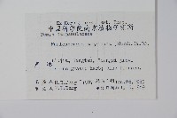 細葉蘭花參藏品圖，第2張