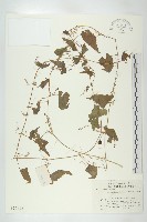 合子草藏品圖，第1張