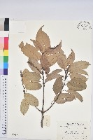 苦櫧栲藏品圖，第1張