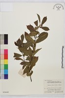 鈍齒鼠李藏品圖，第1張