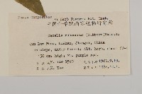 矢鏃葉蟹甲草藏品圖，第2張