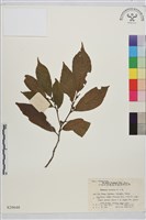 鈍齒鼠李藏品圖，第1張