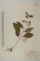 天名精藏品圖，第1張