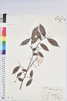 米飯花藏品圖，第1張