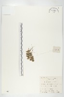 葶藶藏品圖，第1張