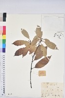 阿里山三斗石櫟、硬斗柯藏品圖，第1張