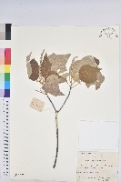 白背葉藏品圖，第1張