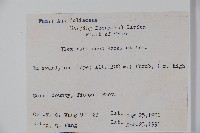 密毛假黃楊藏品圖，第2張